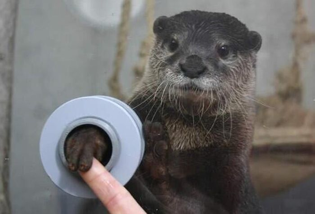 4.) An aquarium visitor holding hands with an otter.