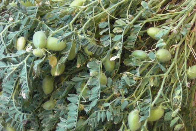 8.) Chickpeas grow in fuzzy pods.