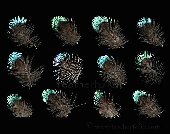 These feathers, measuring 1/8 of an inch, are from the Amethyst Sunbird, native to sub-Saharan Africa.