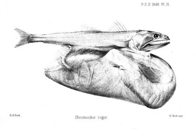 Swallowers are known to eat prey that are twice their size, and up to 10 times their own mass.