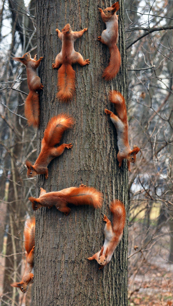 Just an inordinate number of the exact same squirrel on one tree is all.