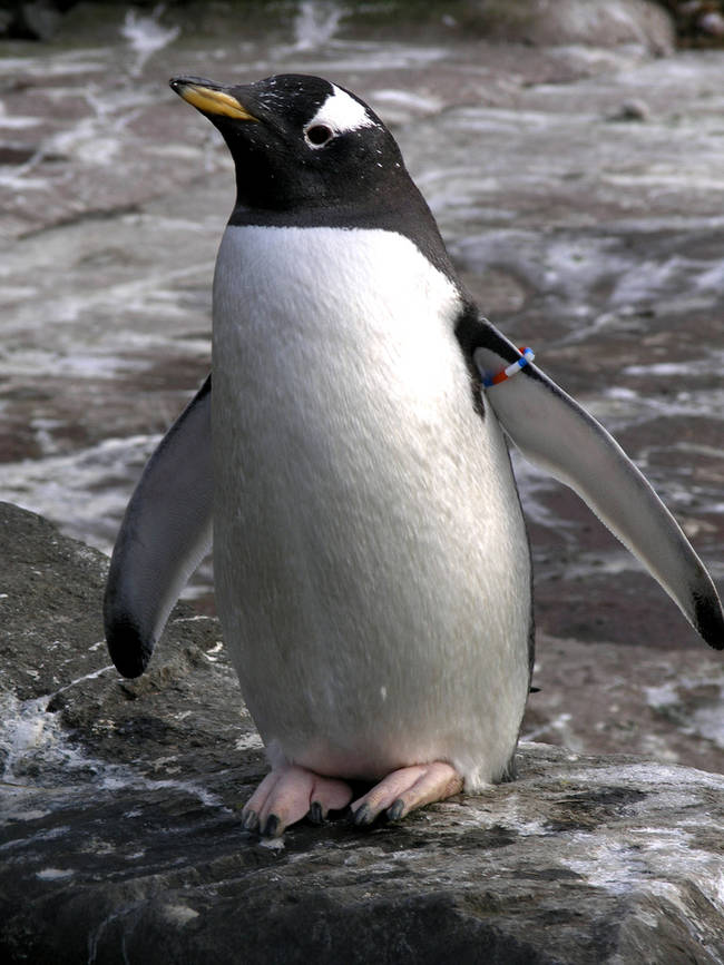 8.) The Penguin