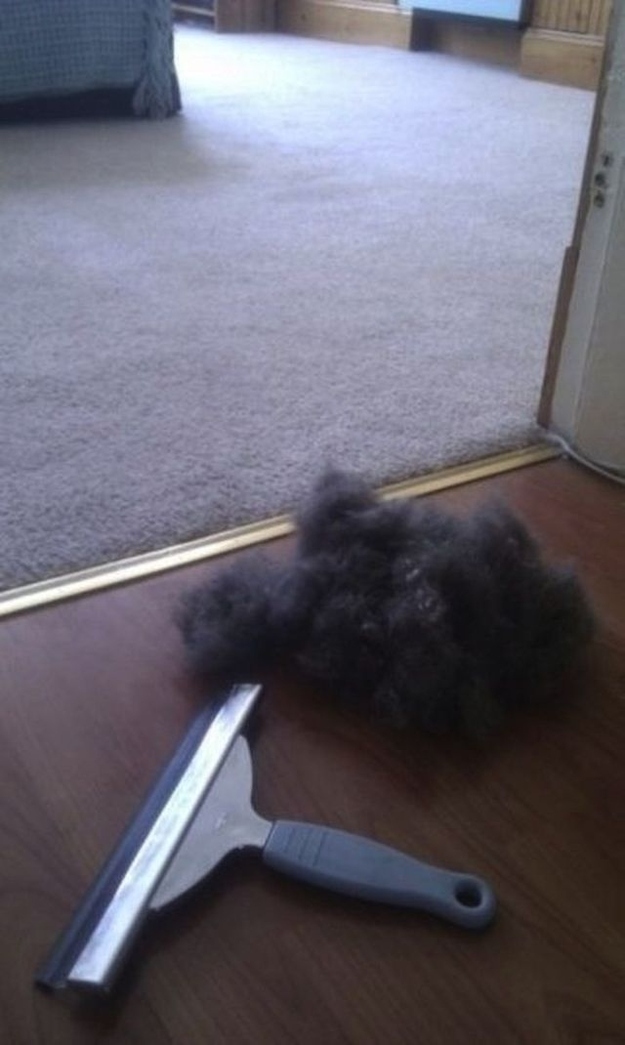 5. Remove pet hair from carpet with a squeegee.