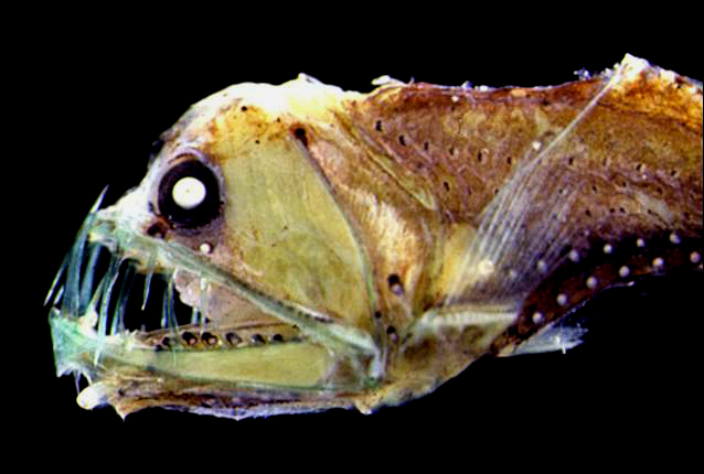 8. Sloane’s Viperfish - At roughly 11 inches long, their teeth are more than half of its length.