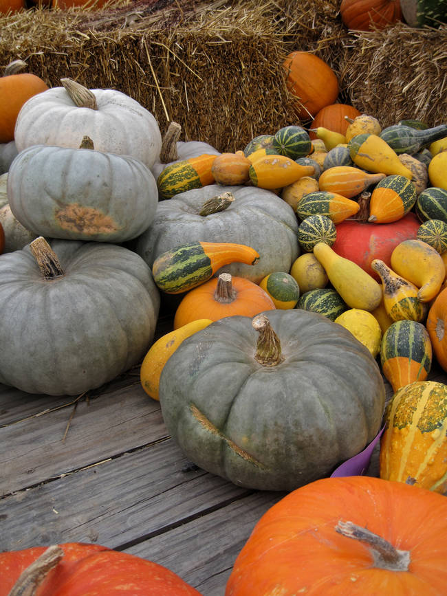 What's with all the gourds?