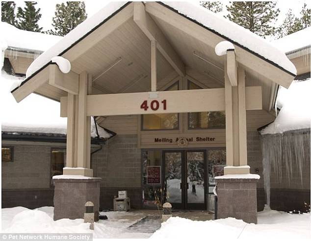 The Pet Network Humane Society in Incline Village, Nevada took the puppies in once they were rescued from the dumpster.