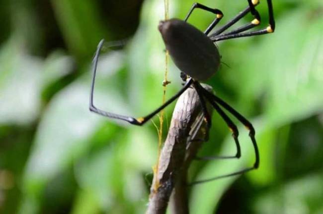 While they're good climbers, brown tree snakes falter and fall out of their tree every once in a while. This can lead to some gruesome scenes, and a feast for an enterprising orb-weaving spider.