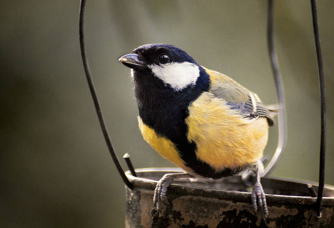 Meet the great tit bird. Cute, right?