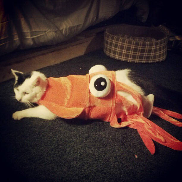 21.) The "I Wish My Cat Was A Squid."