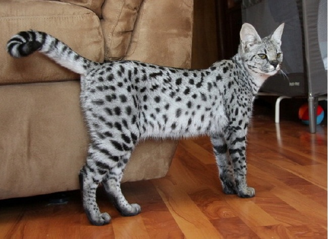 4.) Savannah cats are a hybrid between domesticated house cats and an African cat called a 'serval'. Cool ears, dude!