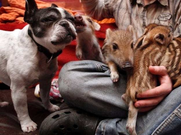 This maternal French bulldog with some her adorable adopted baby boars.