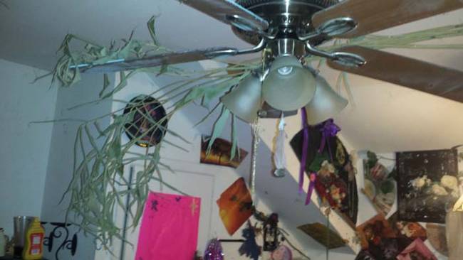 Plants growing in the fan.