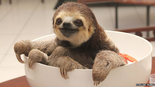 4.) Sloths are going extinct and it's not because of predators. It is because of human tampering with their environment.