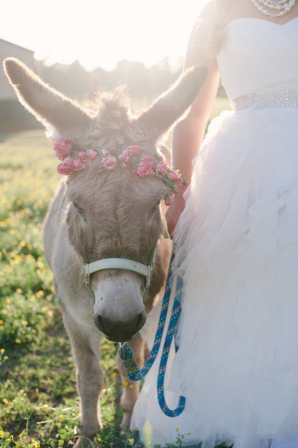 This mini donkey just won my heart.