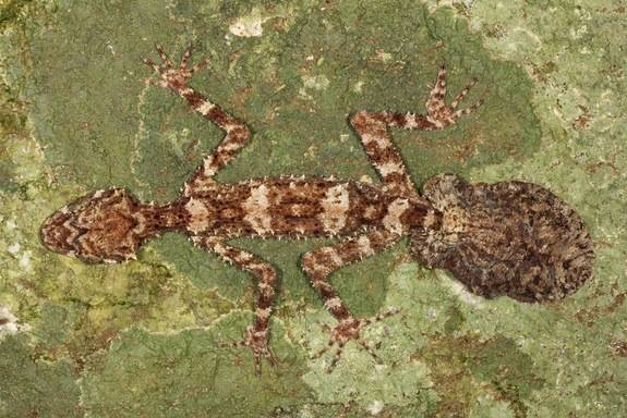 Leaf-Tailed Gecko - <em>Saltuarius Eximius</em>