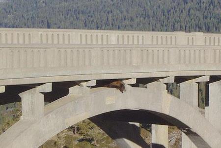 After trying to cross the bridge. The bear was frightened by passing cars and climbed the guardrail.