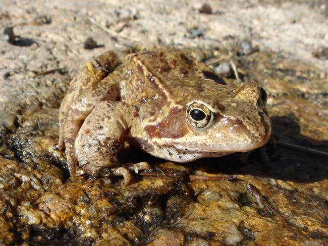 26.) Frogs absorb water through their skin.