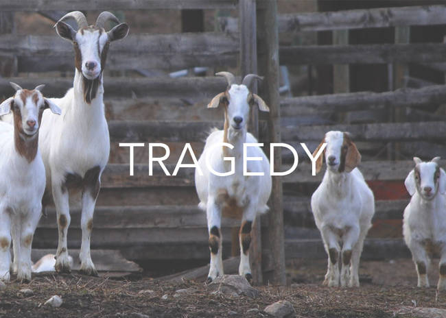 Strangely, this comes from the Greek word "tragoedia," which translates to "goat song." No one is quite sure why.