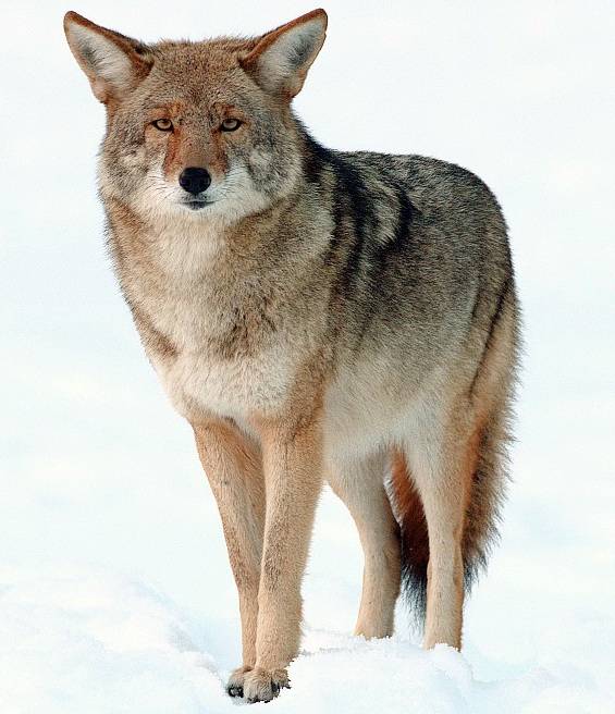 2009: Canadian folk singer Taylor Mitchell was killed by coyotes. Strangely this is the only recorded case of dying from this particular species.