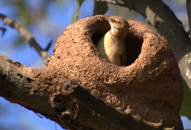 23.) Rufous Hornero Nest: Unlike other birds, this one creates its nest using mud and dung. Gross.