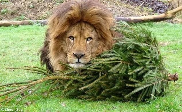 They bit the trunks and rolled around in the branches. They can't get enough of them!