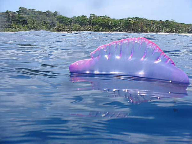 5.) Giant Jellyfish