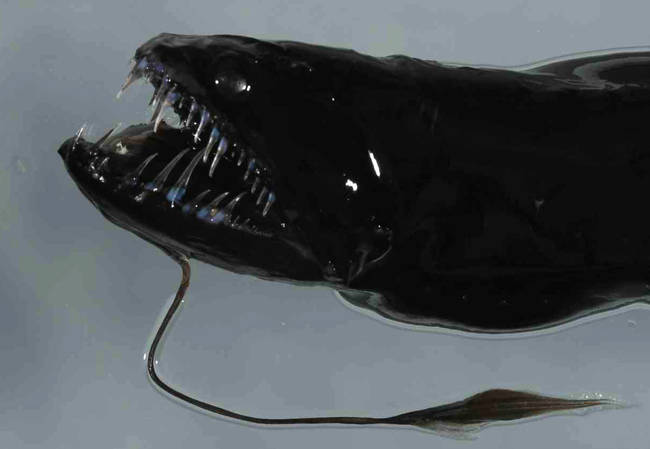 Black Dragonfish or Viperfish