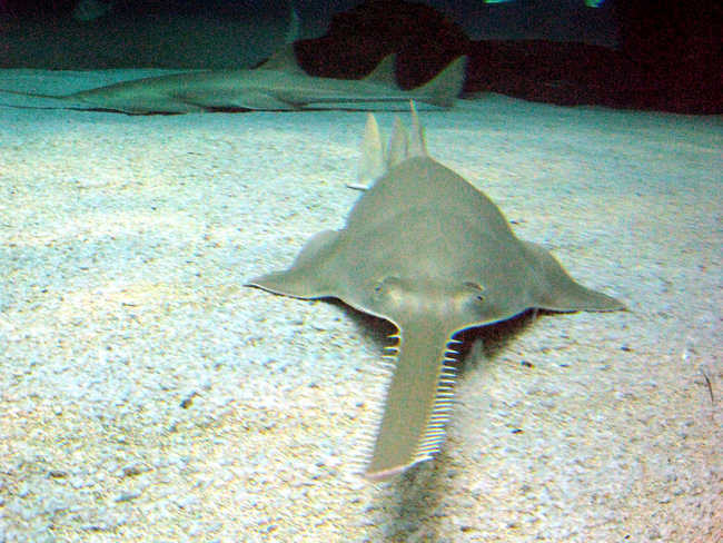 6.) Sawfish