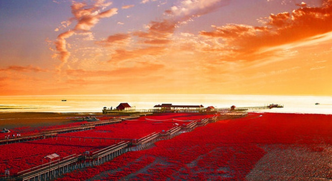 Red Seabeach, Panjin, China.