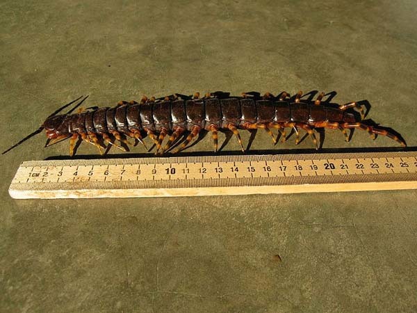 20.) Giant Centipedes: These awful creatures can grow to be up to 15 inches long. Even better? It’s also poisonous. It can’t kill you, but you will need to go to the doctor. (The solution is to just avoid these nightmares entirely.)