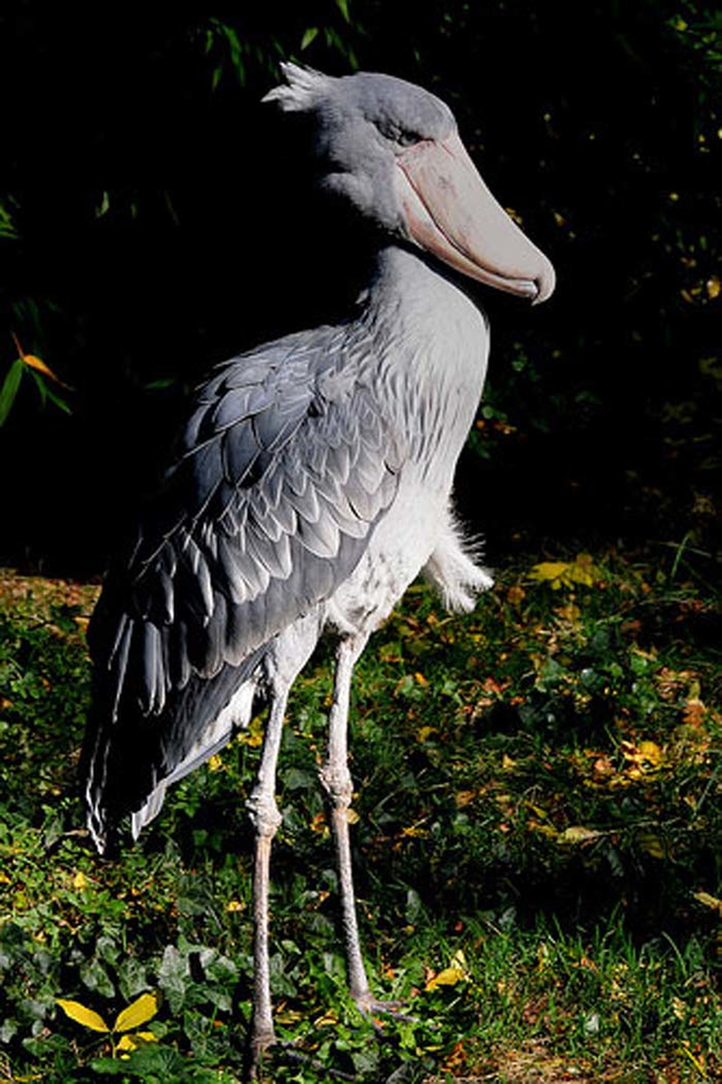 13.) The Shoebill.