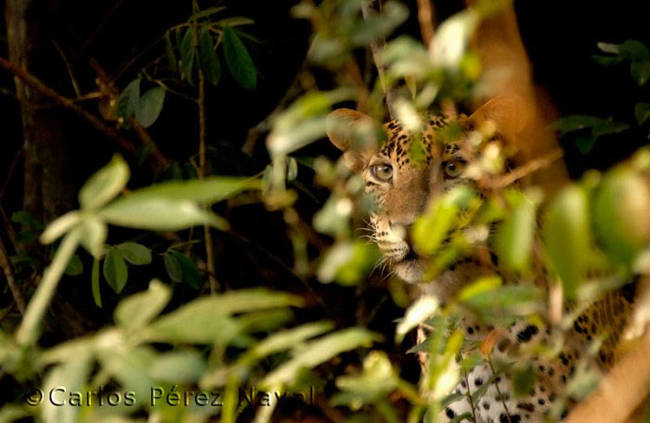 What!? This kid got a picture of a leopard? This is crazy awesome.