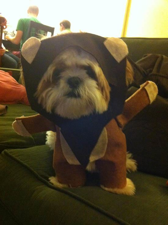 2.) This dog has never heard of Star Wars and the word "Ewok" means nothing to his life.