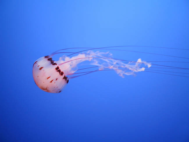 15.) There is an immortal jellyfish.