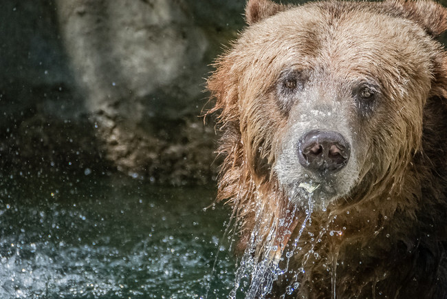 29.) Adults bears can run as fast as horses.