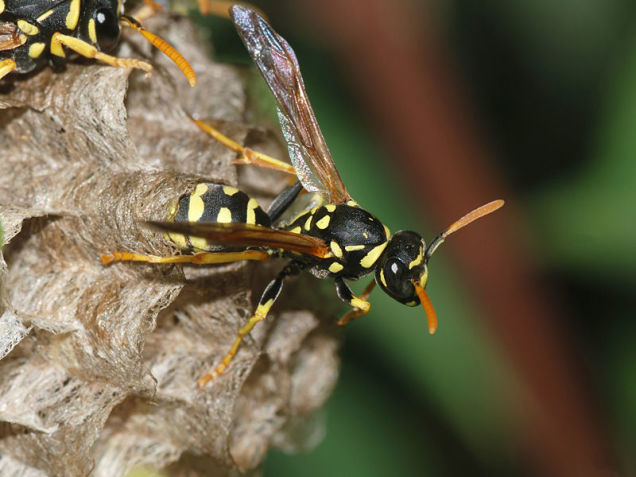 Paper wasp: 3.0 on the pain scale.  
“Caustic & burning. Distinctly bitter aftertaste. Like spilling a beaker of Hydrochloric acid on a paper cut.”