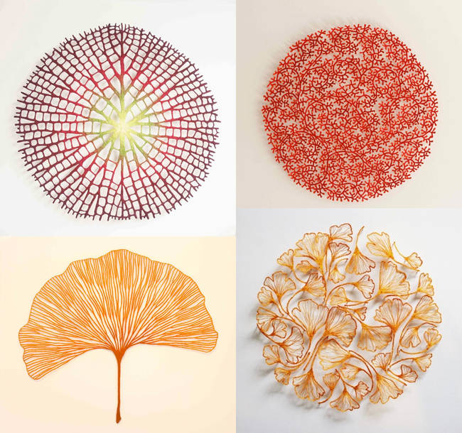 Clockwise from top left: Amazonian water lily, red coral, gingko biloba and a collection of gingko biloba