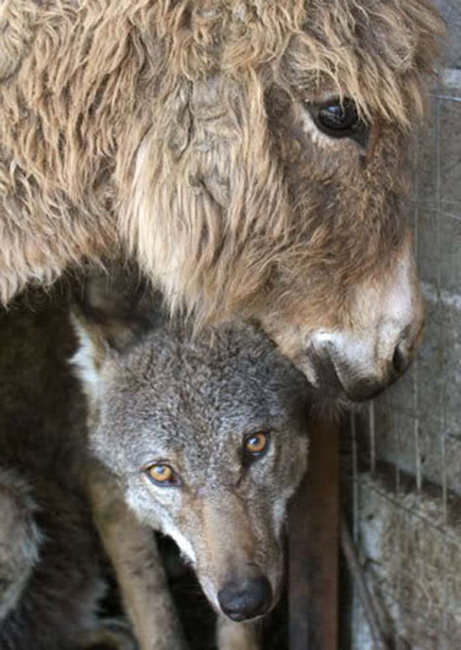 One villager had the idea of putting a live donkey in the cage with the wolf to be eaten. Instead, the wolf and the donkey became friends. They did not attack each other, and they had a peaceful relationship in the cage. They even cuddled.