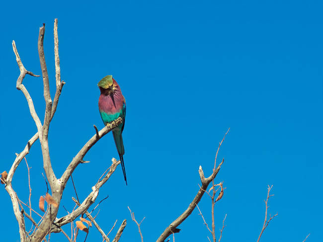 Lilac Breated Roller