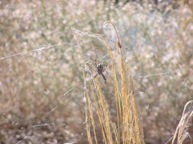 But if it's the summer, you better just keep on driving. Otherwise, you'll be greeted by the sight of hundreds of thousands of orb-weaving spiders.