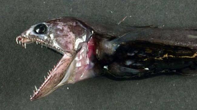 The swallower is a deep sea dwelling fish, and only grows to a maximum size of 10 inches. However, just because it's a small fish doesn't mean it's not fearsome in its own right.