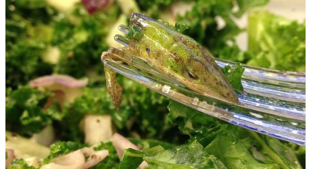 3.) Lizard salad.