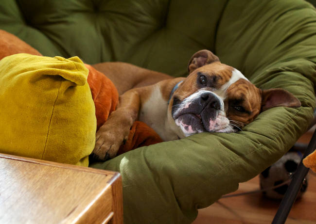 "Mooooooom, can you bring me another pillow? I don't have enough. I need all of them. All of the pillows."