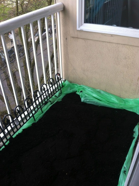 First she lined the balcony with a tarp for easy cleanup, then she spread some soil.