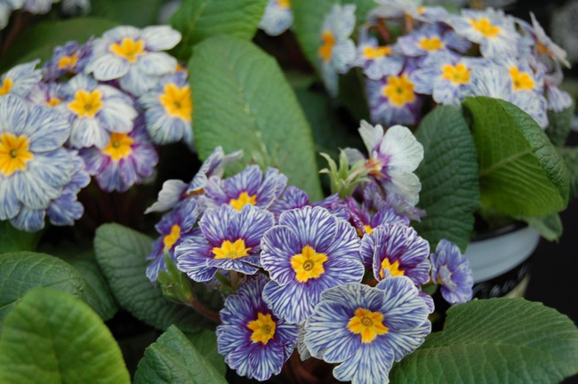 Zebra Blue (Primula)