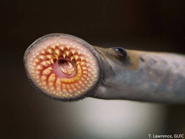 6.) The Lamprey. 