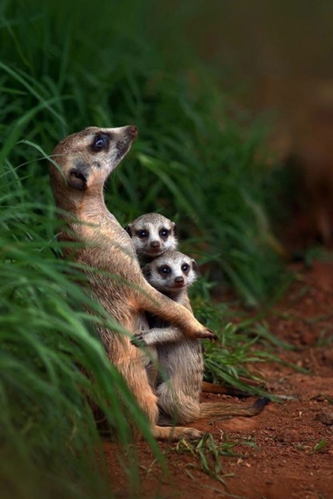 4.) These close-knit meerkats.