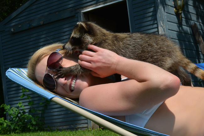 7.) This raccoon is real smooth with the ladies.