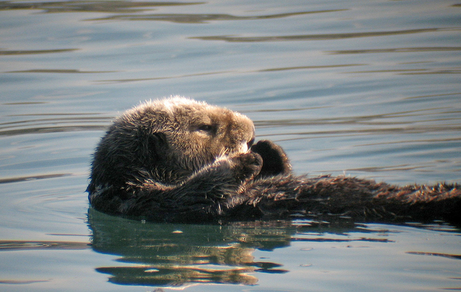 Sea otters have pockets under their forearm where they tuck away food and favorite rocks.