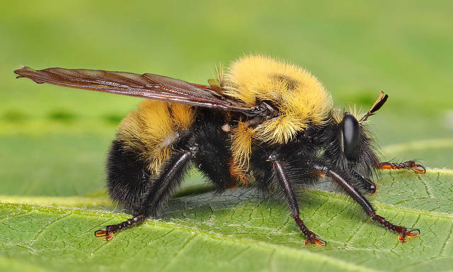 Oh no, a bumblebee! Sike, it's just a fly.